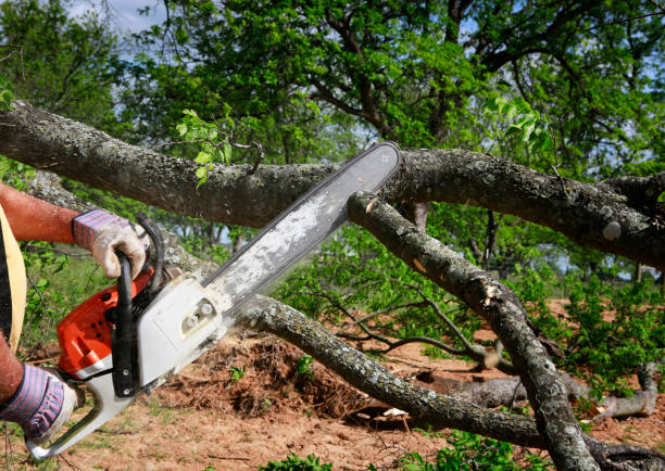 Best Tree Maintenance Programs  in Port Ewen, NY